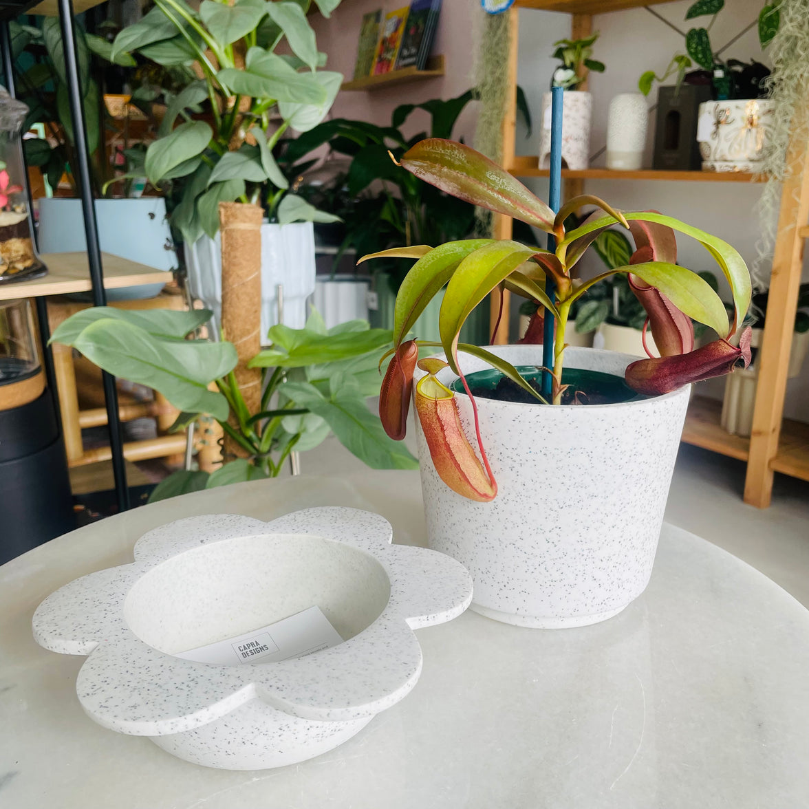 Nepenthes Red Beauty & Spring Pot White w/ Agave Speckle