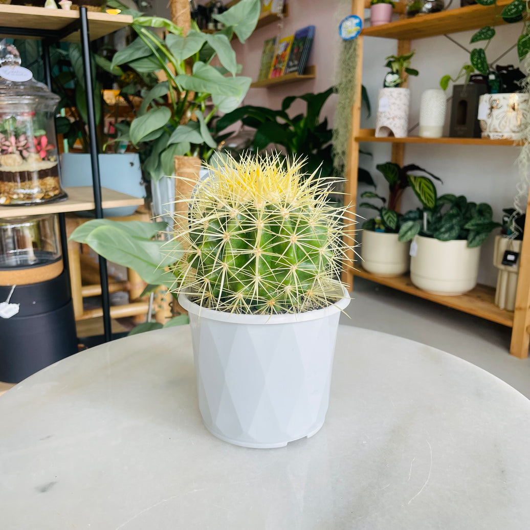Echinocactus grusonii 'Golden Barrel Cactus' 130mm Nursery Pot