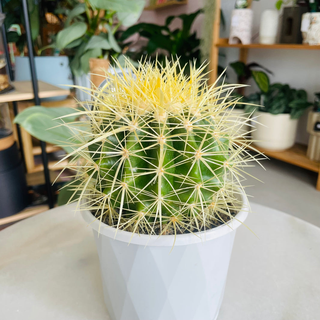Echinocactus grusonii 'Golden Barrel Cactus' 130mm Nursery Pot