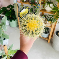 Echinocactus grusonii 'Golden Barrel Cactus' 130mm Nursery Pot