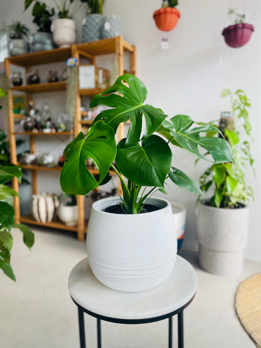 Monstera deliciosa & Takala Pot Combo