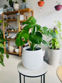 Monstera deliciosa & Takala Pot Combo