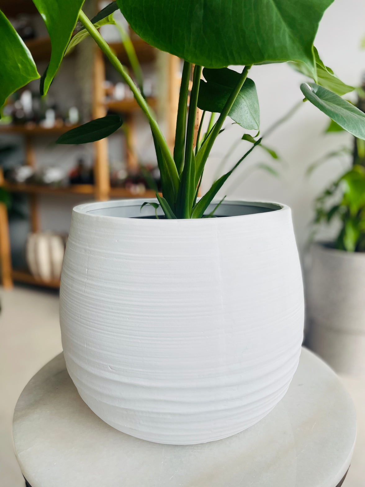 Monstera deliciosa & Takala Pot Combo