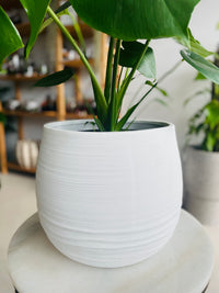 Monstera deliciosa & Takala Pot Combo