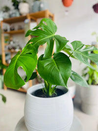Monstera deliciosa & Takala Pot Combo