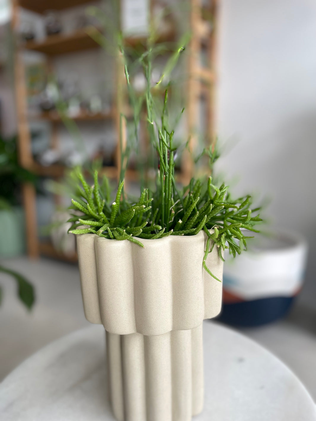 Rhipsalis & Gustel Pot Combo