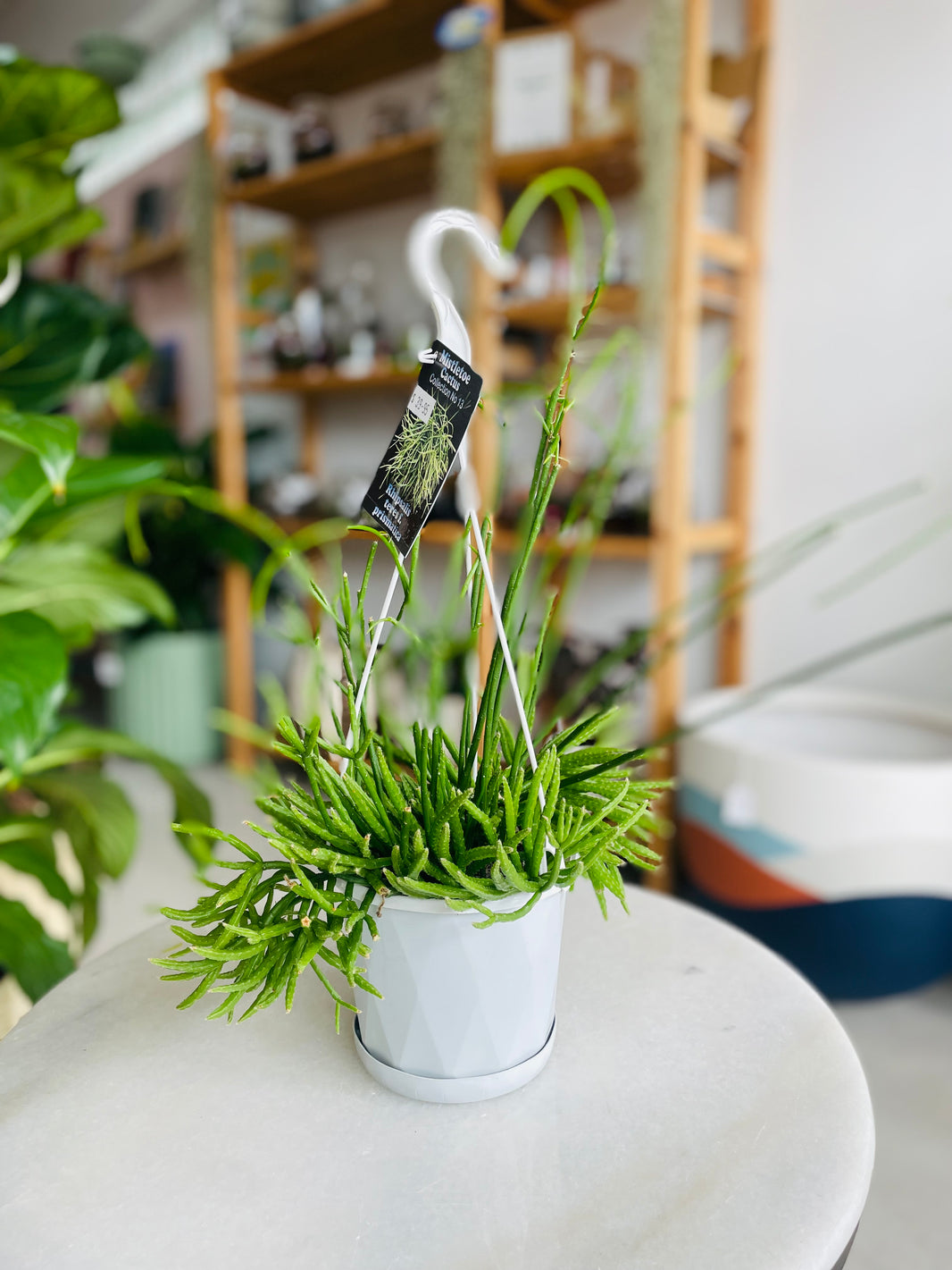 Rhipsalis teres f. prismatica 130mm Nursery Pot