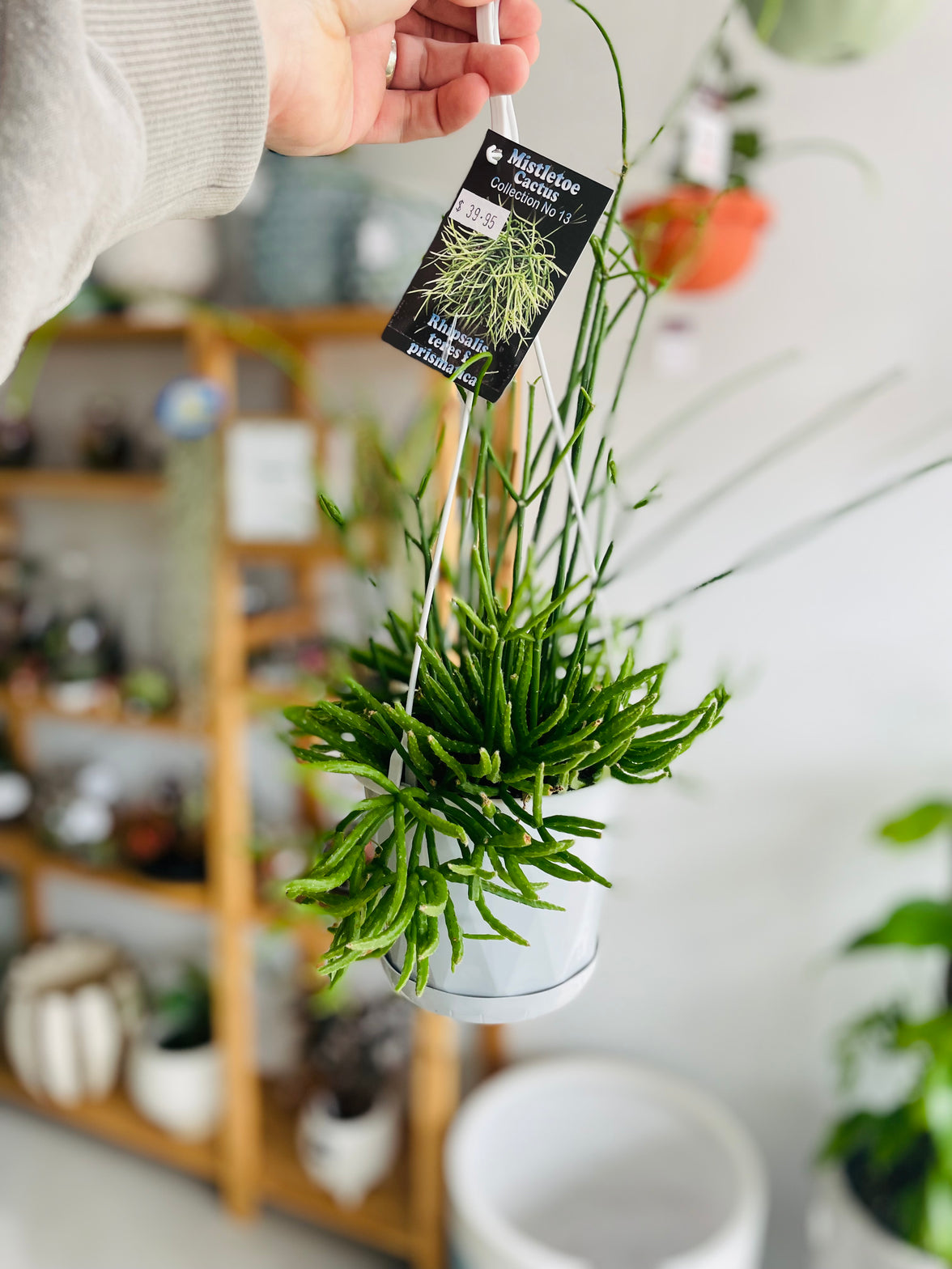Rhipsalis teres f. prismatica 130mm Nursery Pot