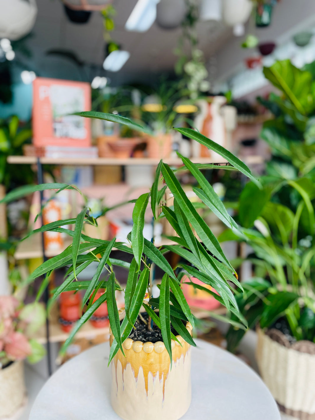 Ficus 'Sabre Fig' & Emerson Pot Combo