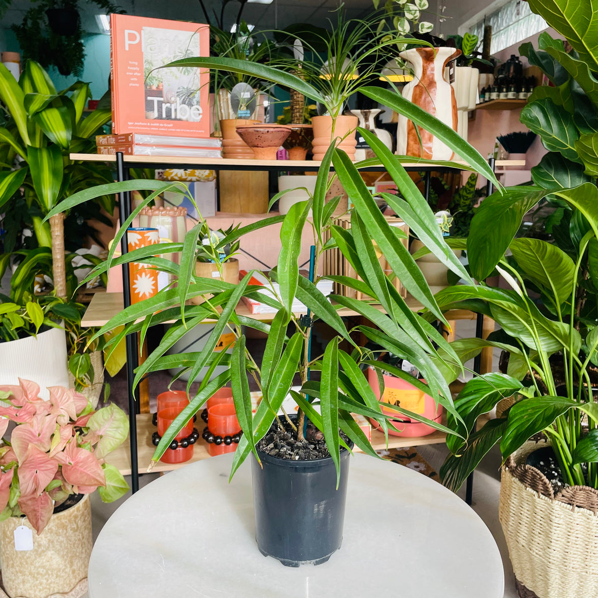 Ficus longifolia schott 'Sabre Fig' 125mm Nursery Pot