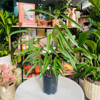 Ficus longifolia schott 'Sabre Fig' 125mm Nursery Pot