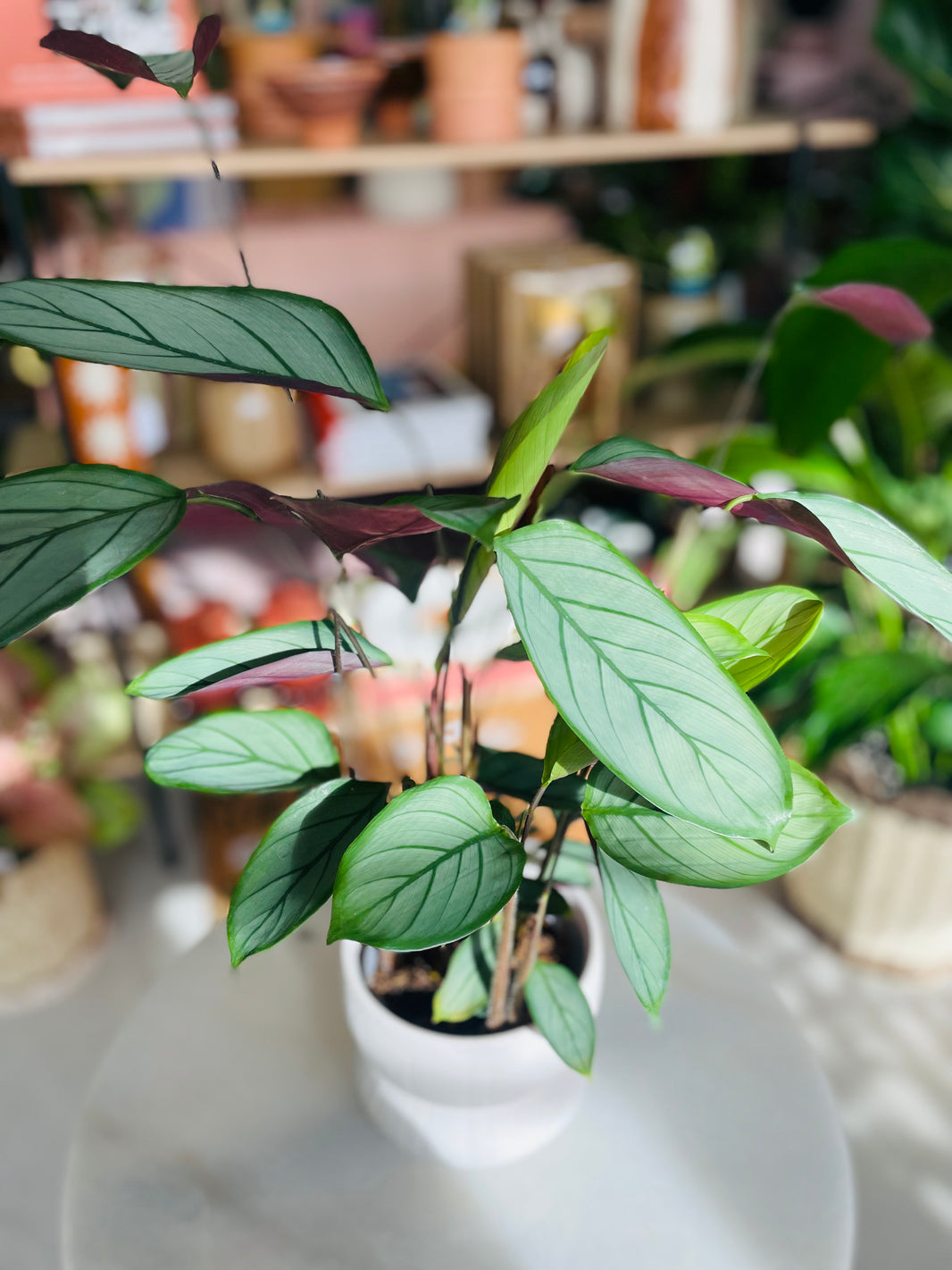 Ctenanthe 'Grey Star' & Lapis Pot Combo
