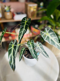 Alocasia 'Bambino' 130mm Nursery Pot