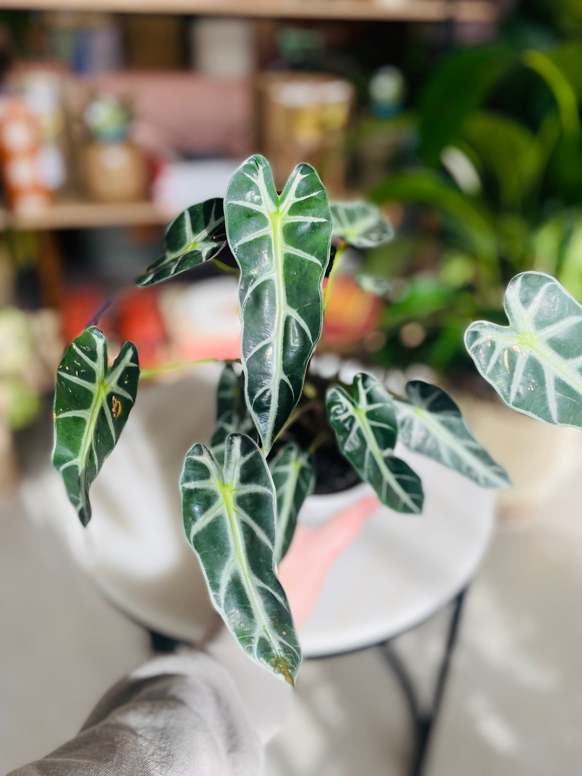 Alocasia 'Bambino' 130mm Nursery Pot