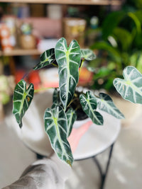 Alocasia 'Bambino' 130mm Nursery Pot