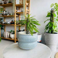 Pachypodium 'Madagascar Palm' & Ryna Pot Combo