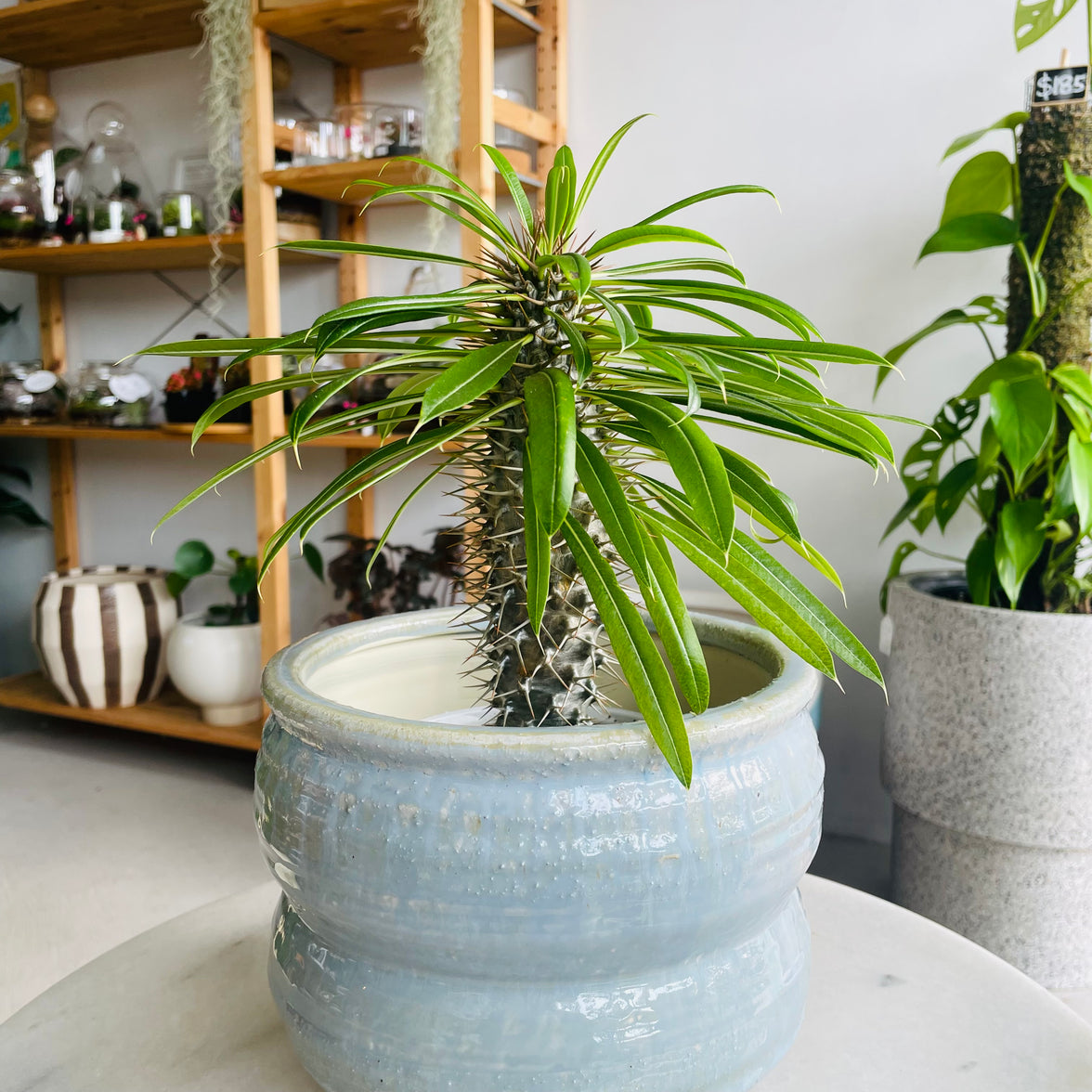 Pachypodium 'Madagascar Palm' & Ryna Pot Combo