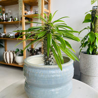 Pachypodium 'Madagascar Palm' & Ryna Pot Combo