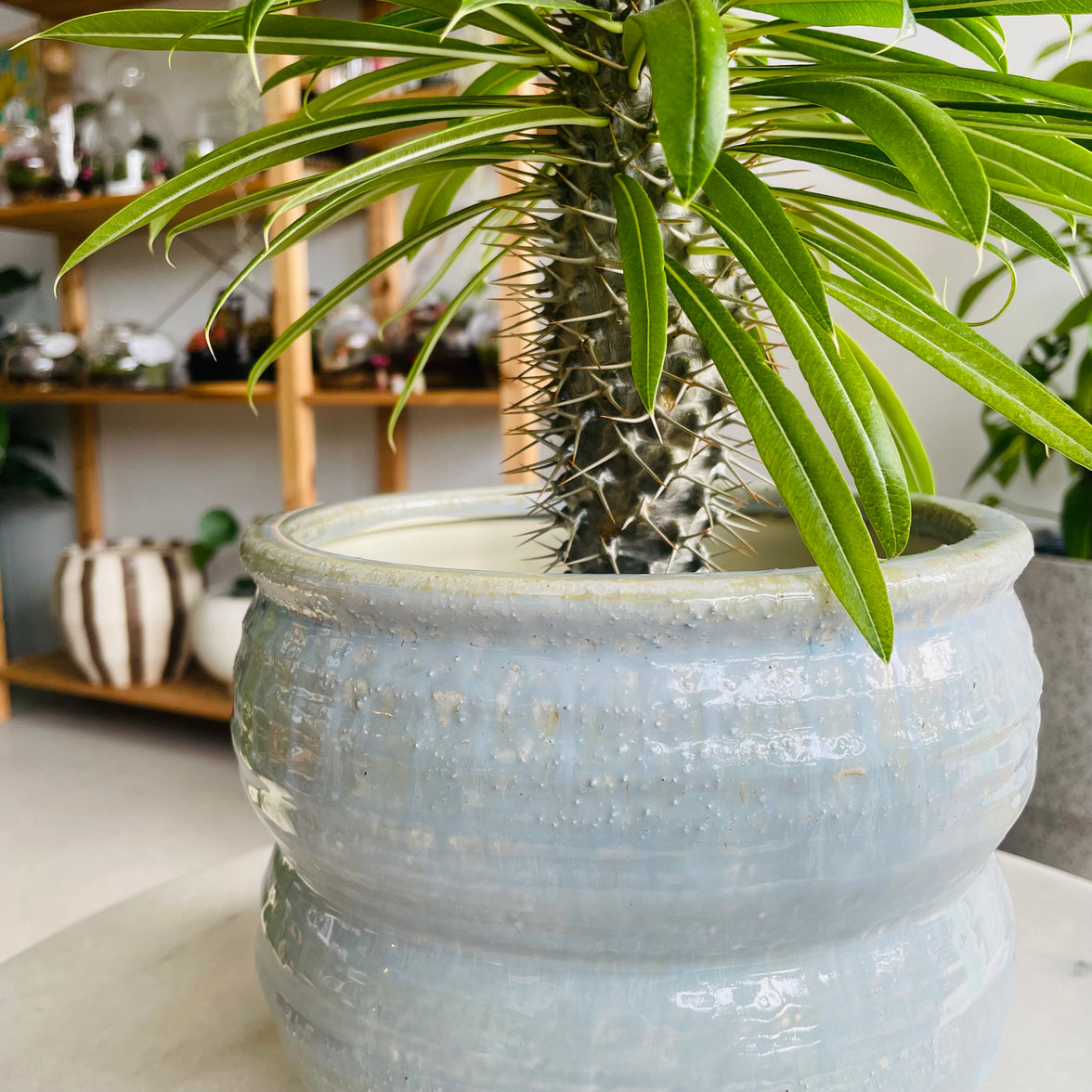 Pachypodium 'Madagascar Palm' & Ryna Pot Combo
