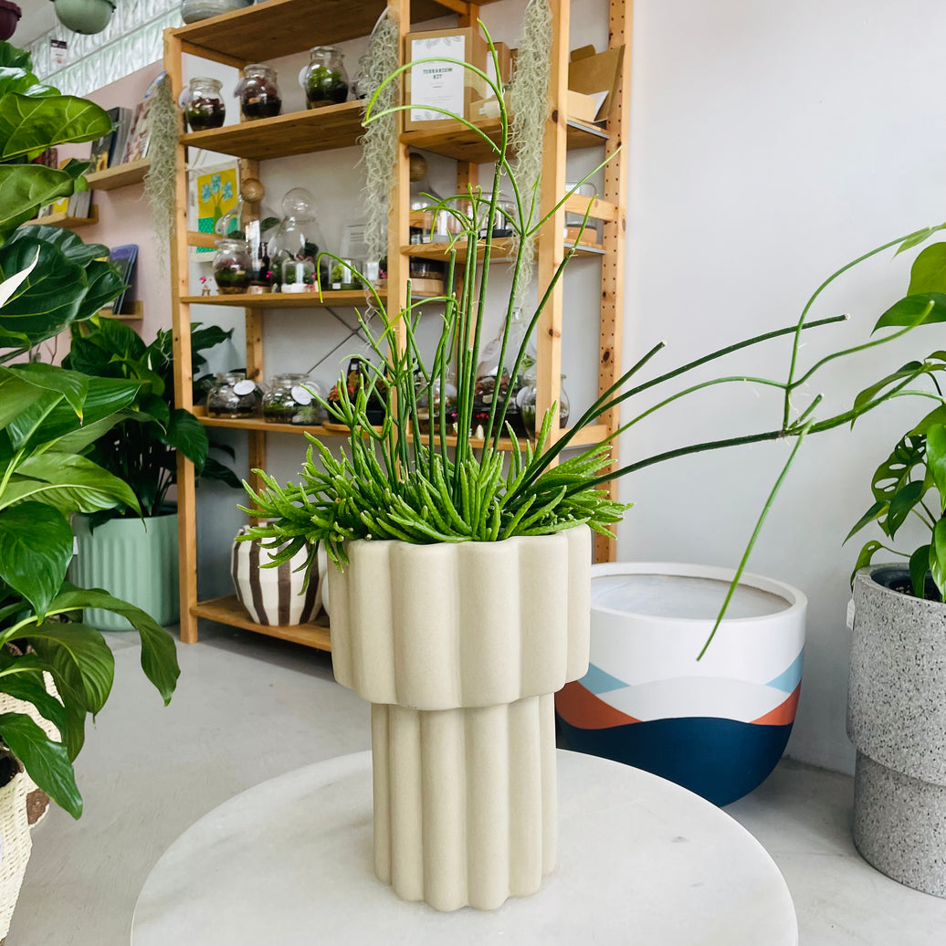 Rhipsalis & Gustel Pot Combo
