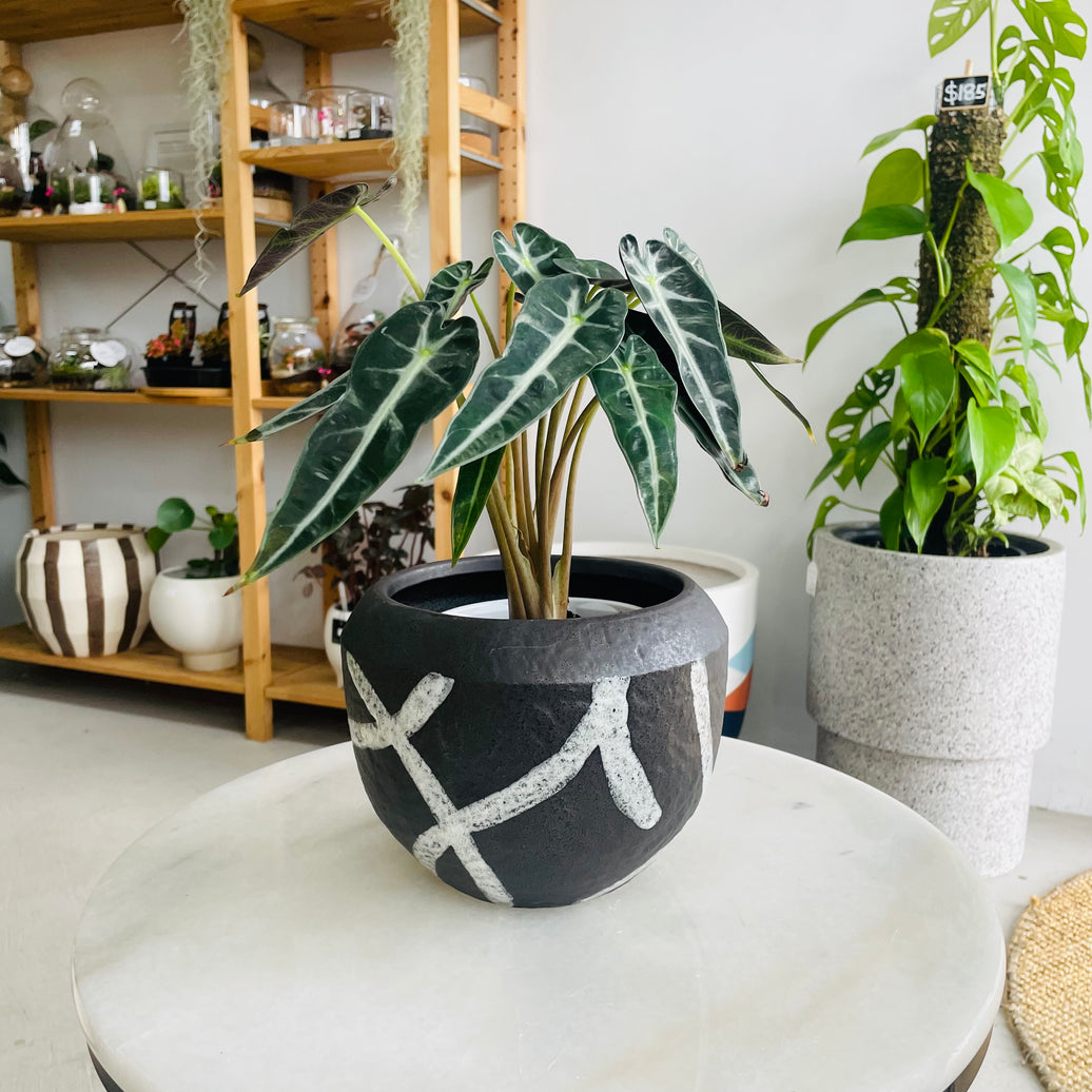 Alocasia 'Bambino' & Takumi Pot Combo