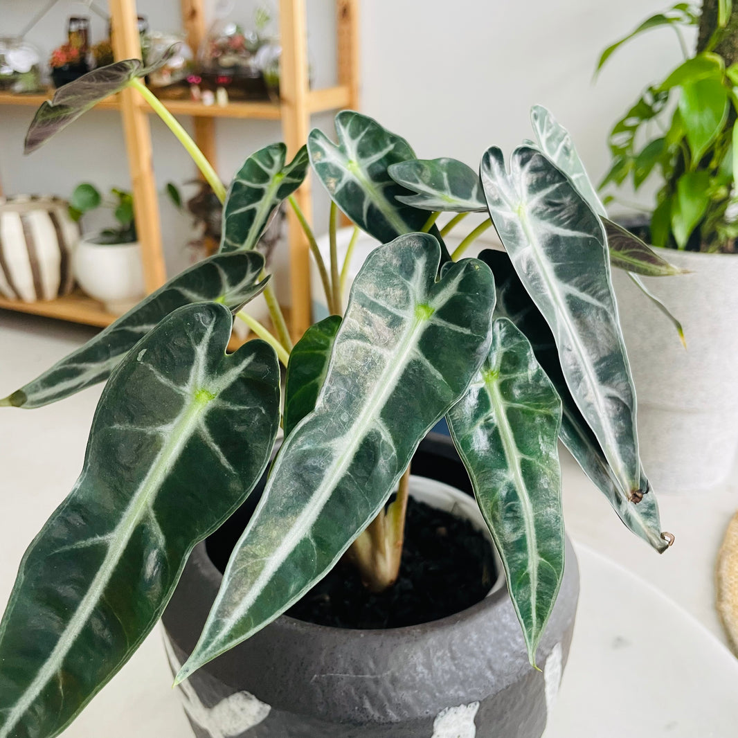 Alocasia 'Bambino' & Takumi Pot Combo