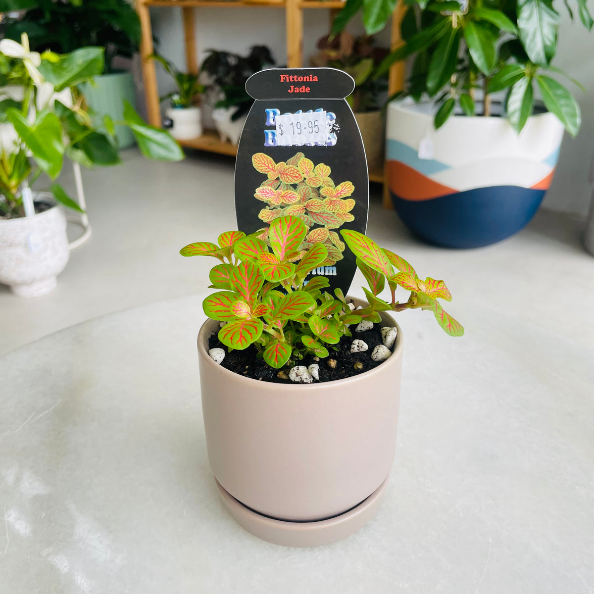 Fittonia 'Jade' in Oslo Mini Fog