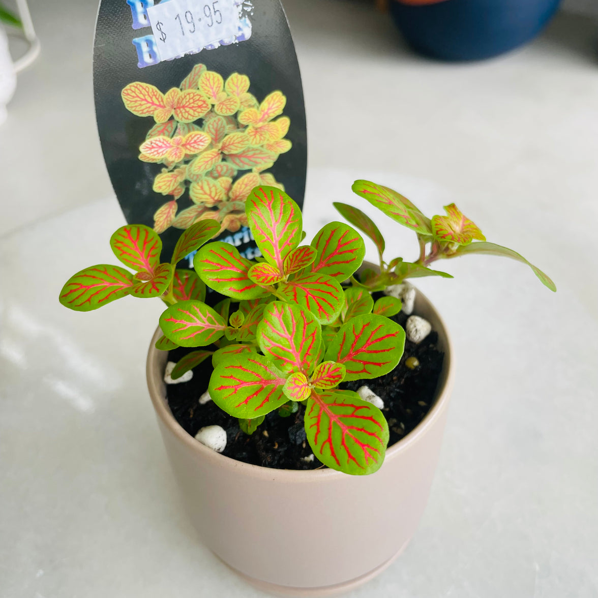 Fittonia 'Jade' in Oslo Mini Fog