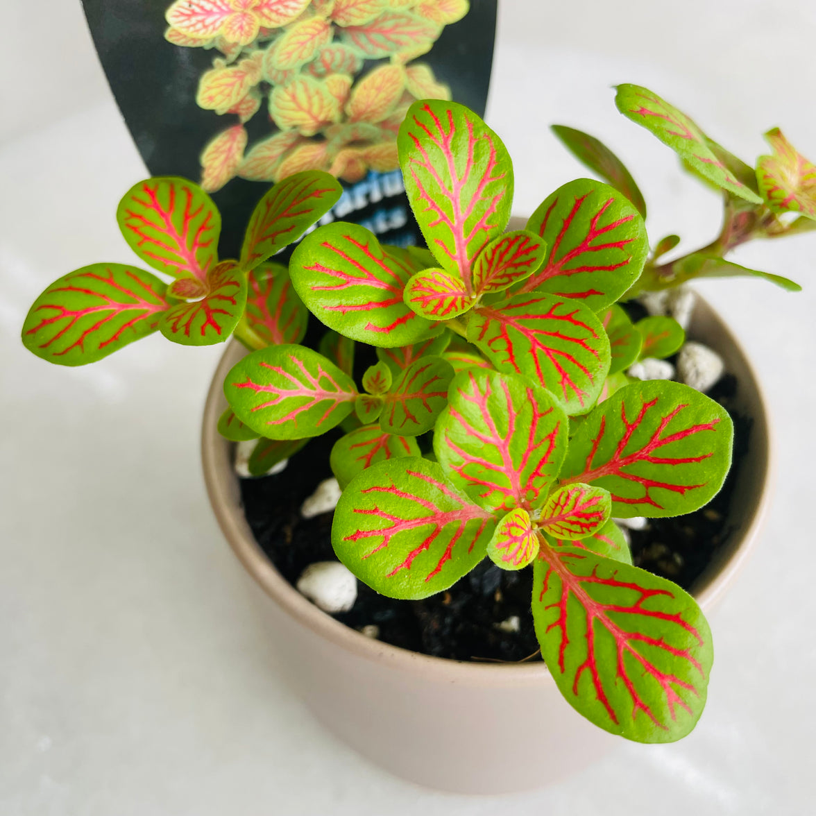 Fittonia 'Jade' in Oslo Mini Fog