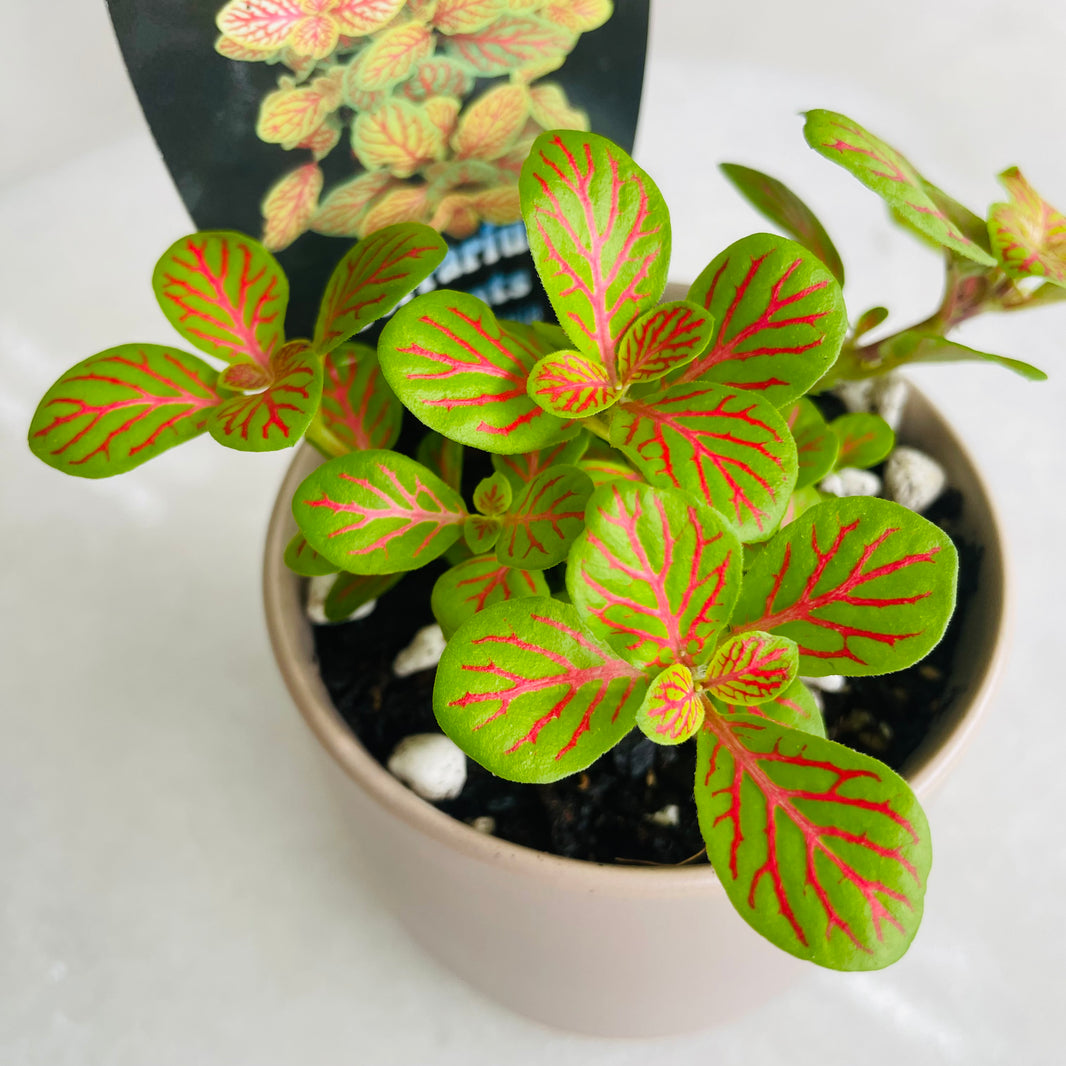Fittonia 'Jade' in Oslo Mini Fog
