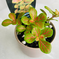 Fittonia 'Jade' in Oslo Mini Fog