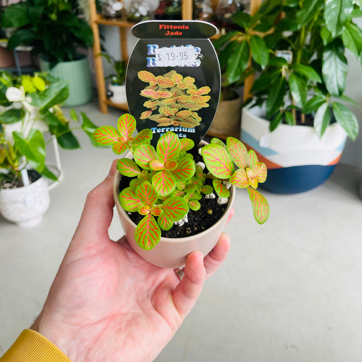 Fittonia 'Jade' in Oslo Mini Fog