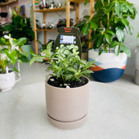 Fittonia 'Snow' in Oslo Mini Fog