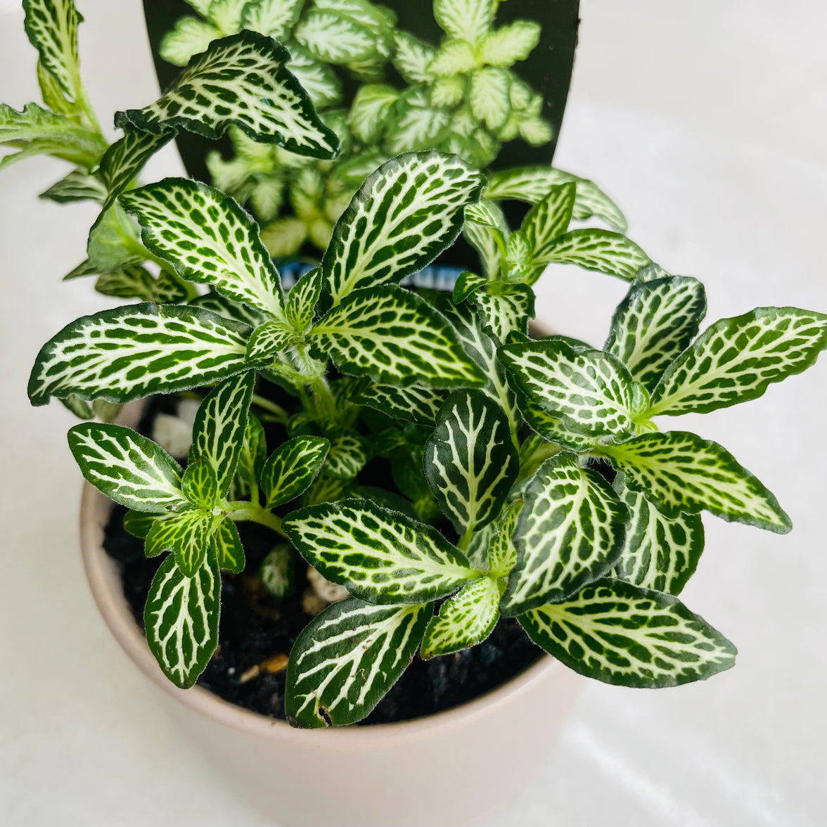 Fittonia 'Snow' in Oslo Mini Fog