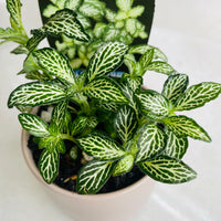 Fittonia 'Snow' in Oslo Mini Fog