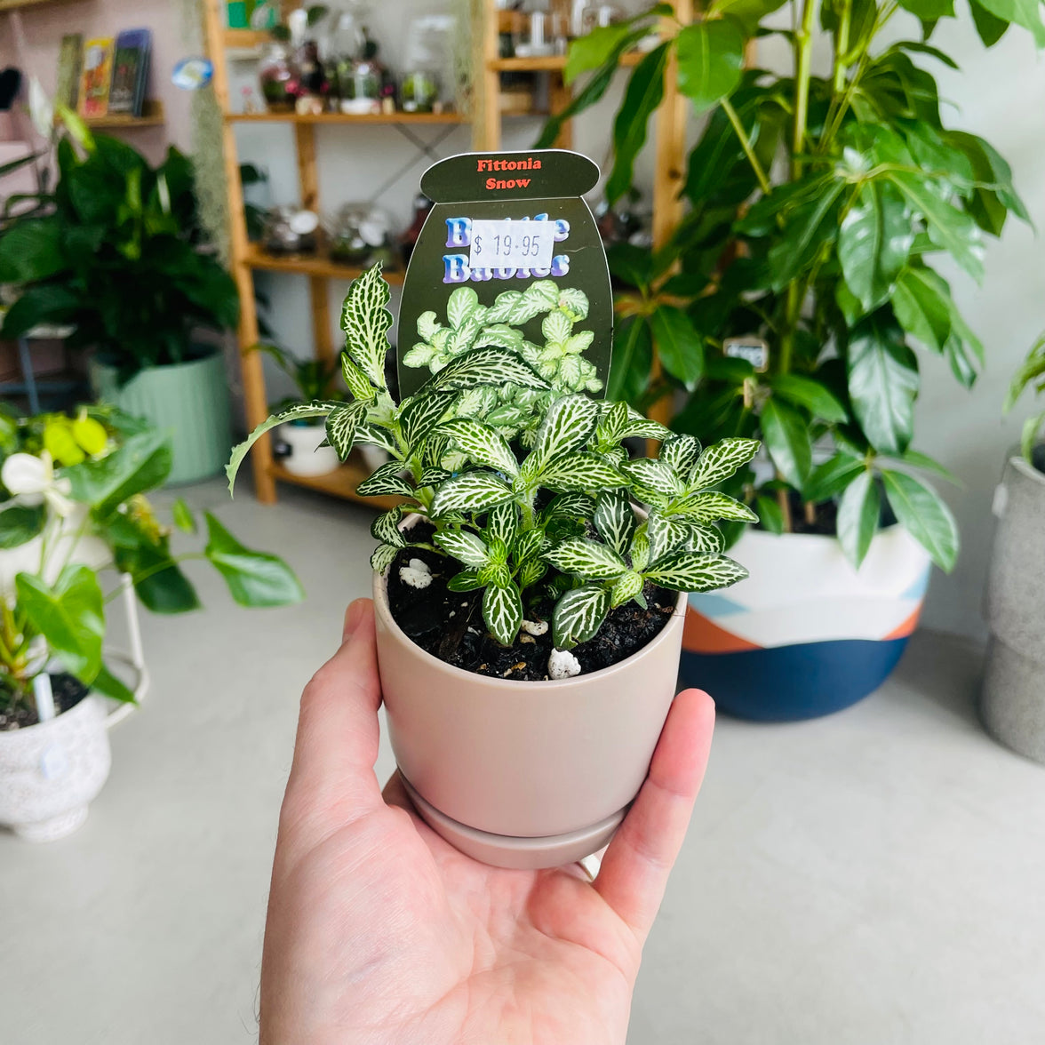 Fittonia 'Snow' in Oslo Mini Fog