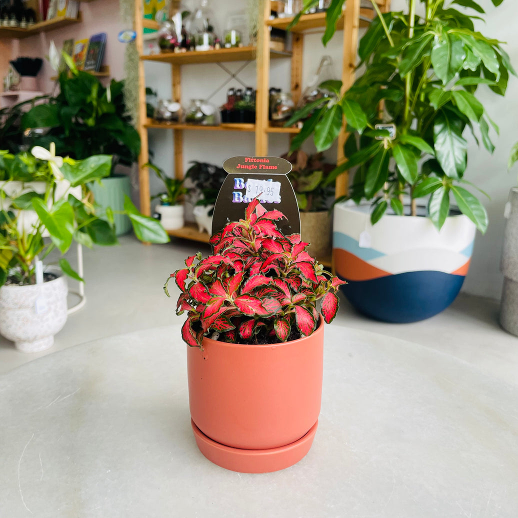 Fittonia 'Jungle Flame' in Oslo Mini Sienna