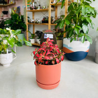 Fittonia 'Jungle Flame' in Oslo Mini Sienna