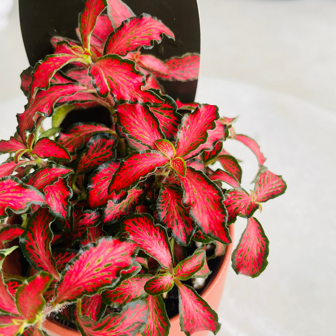 Fittonia 'Jungle Flame' in Oslo Mini Sienna