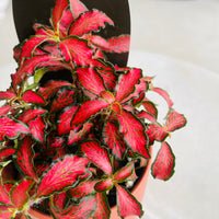 Fittonia 'Jungle Flame' in Oslo Mini Sienna