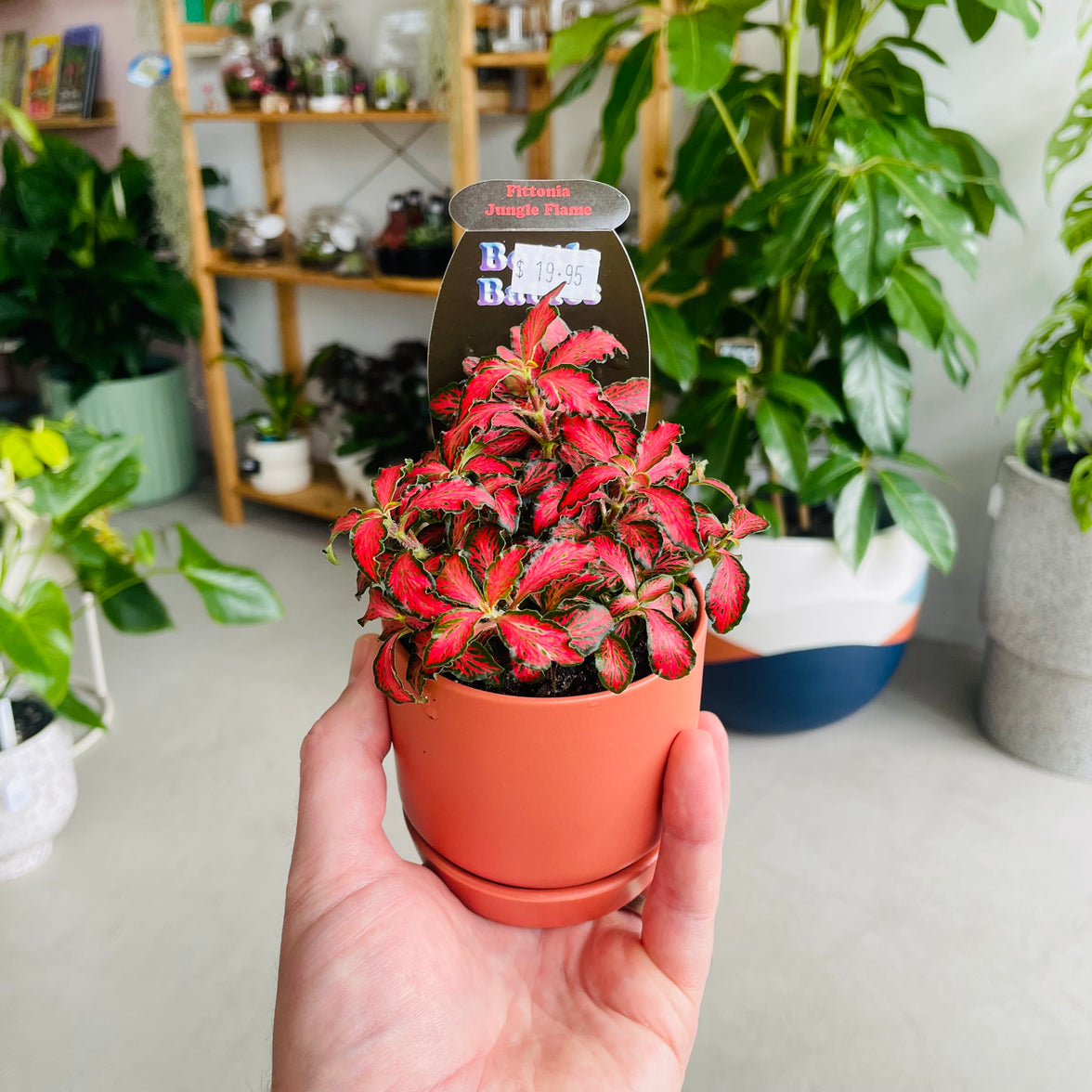Fittonia 'Jungle Flame' in Oslo Mini Sienna