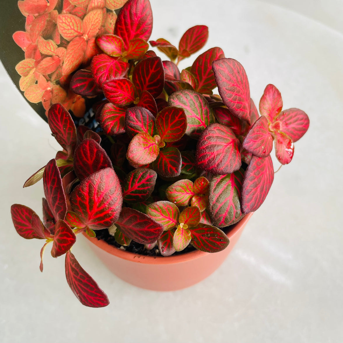Fittonia 'Red Flame' in Oslo Mini Sienna