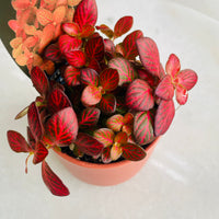 Fittonia 'Red Flame' in Oslo Mini Sienna