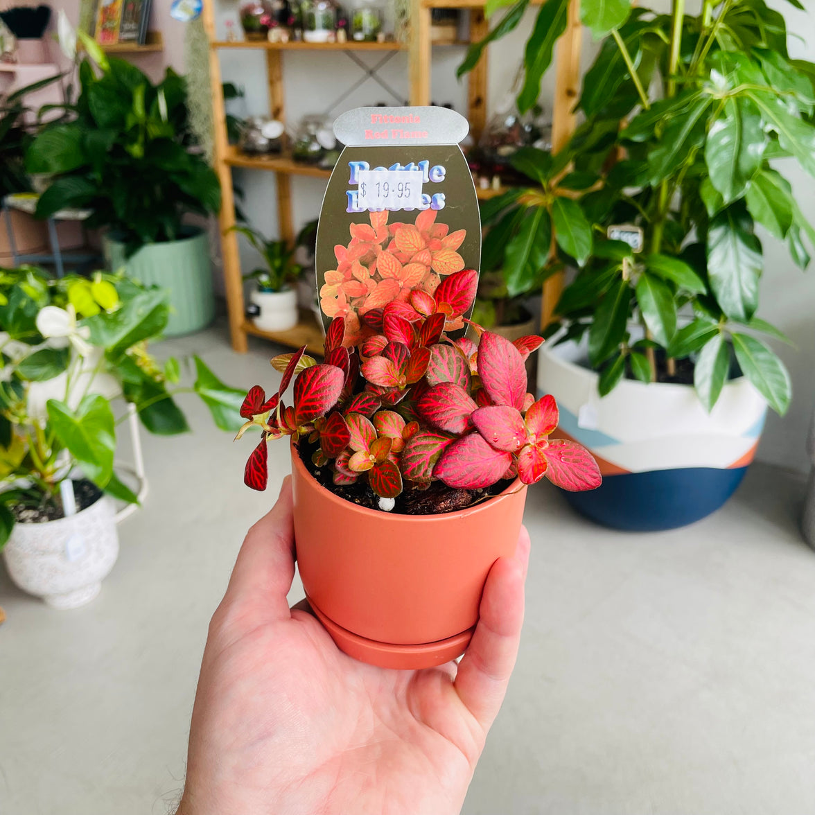 Fittonia 'Red Flame' in Oslo Mini Sienna