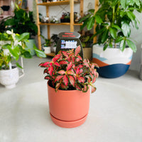 Fittonia 'Forest Flame' in Oslo Mini Sienna