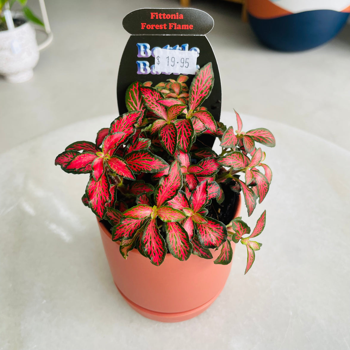 Fittonia 'Forest Flame' in Oslo Mini Sienna