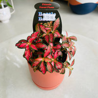 Fittonia 'Forest Flame' in Oslo Mini Sienna