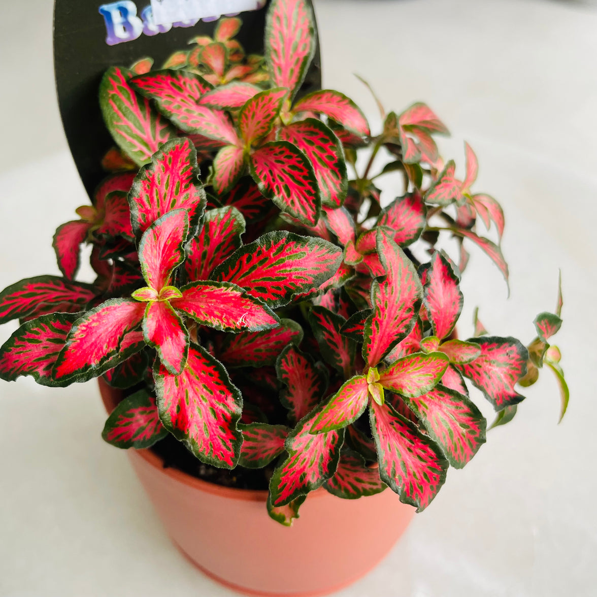 Fittonia 'Forest Flame' in Oslo Mini Sienna
