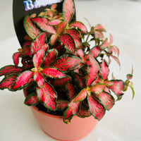 Fittonia 'Forest Flame' in Oslo Mini Sienna