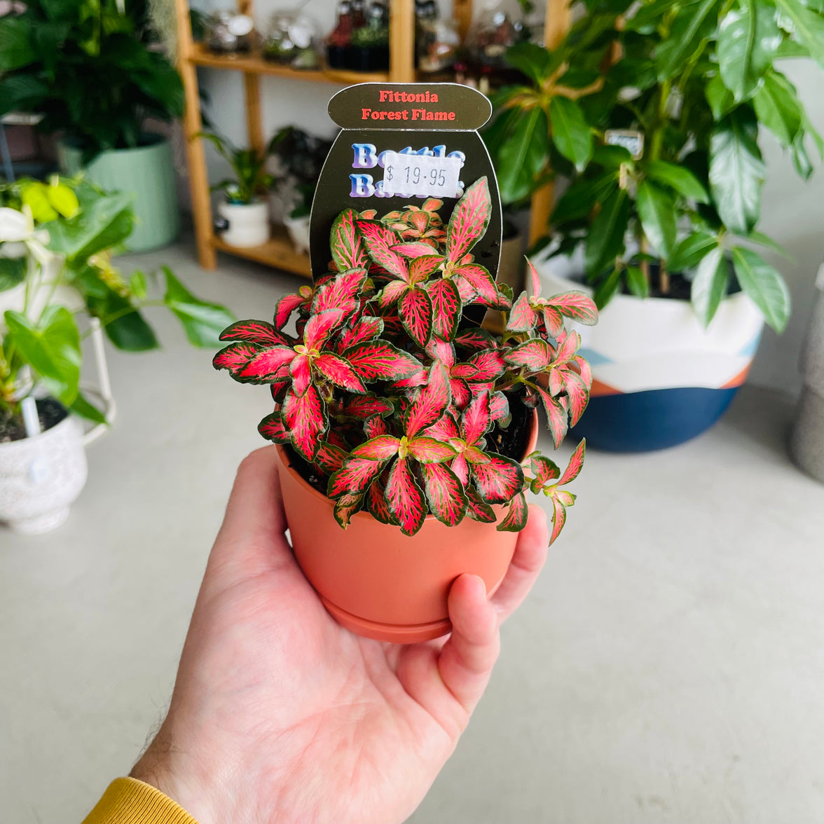Fittonia 'Forest Flame' in Oslo Mini Sienna